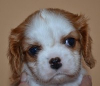 /album/fotogalerie/catja-jpg1/